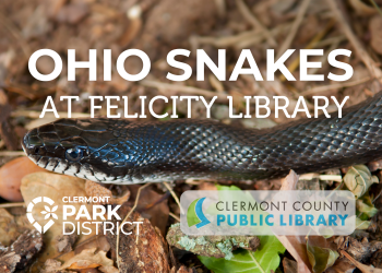 Grey rat snake closeup in leaf litter